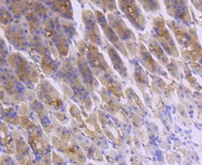 Immunohistochemistry-Paraffin: FGF-21 Antibody (JA10-97) [NBP2-66841] - Analysis of paraffin-embedded mouse stomach tissue using anti-FGF21 antibody. Counter stained with hematoxylin.