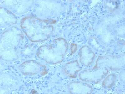 Immunohistochemistry-Paraffin: FGF-23 Antibody (FGF23/4162) [NBP3-07369] - Formalin-fixed, paraffin-embedded human kidney stained with FGF-23 Mouse Monoclonal Antibody (FGF-23/4162).