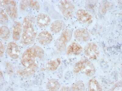 Immunohistochemistry-Paraffin: FGF-23 Antibody (FGF23/4163) - Azide and BSA Free [NBP3-08329] - Formalin-fixed, paraffin-embedded human kidney stained with FGF-23 Mouse Monoclonal Antibody (FGF-23/4163).