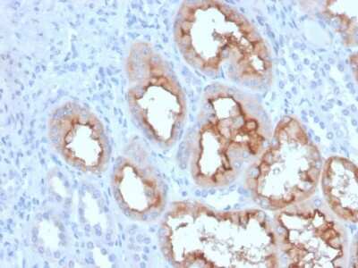 Immunohistochemistry-Paraffin: FGF-23 Antibody (FGF23/4163) - Azide and BSA Free [NBP3-08329] - Formalin-fixed, paraffin-embedded human kidney stained with FGF-23 Mouse Monoclonal Antibody (FGF-23/4163).