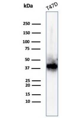 Western Blot: FGF-23 Antibody (FGF23/4163) - Azide and BSA Free [NBP3-08329] - Western blot analysis of T47D cell lysate using FGF-23 antibody (FGF23/4163).