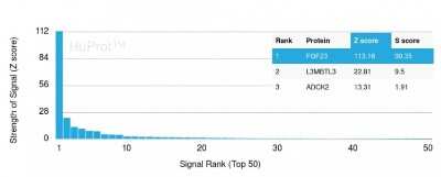 Protein Array: FGF-23 Antibody (FGF23/4163) [NBP3-07370] - Analysis of Protein Array containing more than 19,000 full-length human proteins using FGF-23 Mouse Monoclonal Antibody (FGF-23/4163).