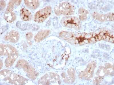 Immunohistochemistry-Paraffin: FGF-23 Antibody (FGF23/4166) [NBP3-07371] - Formalin-fixed, paraffin-embedded human kidney stained with FGF-23 Mouse Monoclonal Antibody (FGF-23/4166).