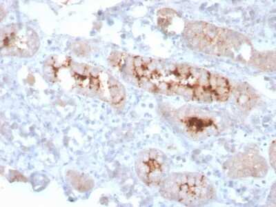 Immunohistochemistry-Paraffin: FGF-23 Antibody (FGF23/4166) [NBP3-08350] - Formalin-fixed, paraffin-embedded human kidney stained with FGF-23 Mouse Monoclonal Antibody (FGF-23/4166).