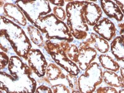 Immunohistochemistry-Paraffin: FGF-23 Antibody (FGF23/4168) [NBP3-07378] - Formalin-fixed, paraffin-embedded human kidney stained with FGF-23 Mouse Monoclonal Antibody (FGF-23/4168).