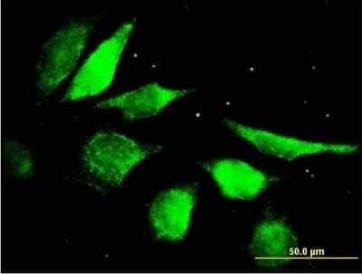 Immunocytochemistry/Immunofluorescence: FGF-5 Antibody [H00002250-B01P] - Analysis of purified antibody to FGF5 on HeLa cell. (antibody concentration 10 ug/ml)