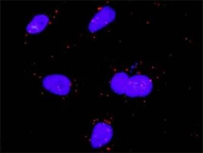 Proximity Ligation Assay: FGF-5 Antibody [H00002250-D01P] - Analysis of protein-protein interactions between FGF5 and MAPK1. HeLa cells were stained with anti-FGF5 rabbit purified polyclonal 1:1200 and anti-MAPK1 mouse monoclonal antibody 1:50. Each red dot represents the detection of protein-protein interaction complex, and nuclei were counterstained with DAPI (blue).
