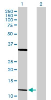 Western Blot: FGF-5 Antibody [H00002250-D01P] - Analysis of FGF5 expression in transfected 293T cell line by FGF5 polyclonal antibody.Lane 1: FGF5 transfected lysate(13.00 KDa).Lane 2: Non-transfected lysate.
