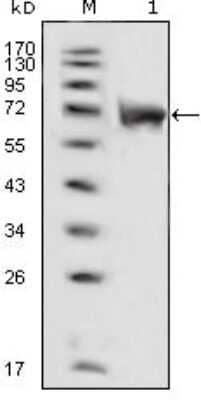 Western Blot: FGFR1 Antibody (3D4F7) [NBP1-47451] - Analysis using anti-FGFR1 monoclonal antibody against extracellular domain of human FGFR1 (aa33-376).