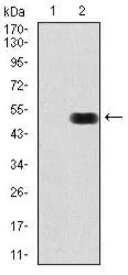 Western Blot: FGF R3 Antibody (1E3F9) [NBP2-52469] - Analysis using FGFR3 mAb against HEK293 (1) and FGFR3 (AA: 529-694)-hIgGFc transfected HEK293 (2) cell lysate.