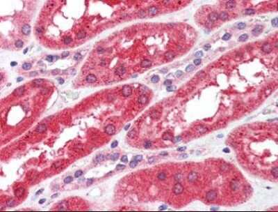 Immunohistochemistry-Paraffin: FGF R4 Antibody (53CT32.19.3) [NBP1-50581] - Analysis of anti-FGFR4 antibody with human kidney at concentration 10 ug/ml.