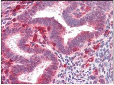 Immunohistochemistry-Paraffin: FGF R4 Antibody (53CT32.19.3) [NBP1-50581] - Analysis of anti-FGFR4 antibody with human kidney at concentration 10 ug/ml.