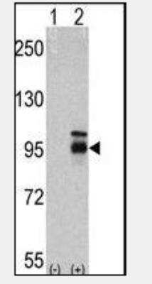Western Blot: FGF R4 Antibody (53CT32.19.3) [NBP1-50581] - FGFR4 (arrow) using mouse monoclonal FGFR4 antibody. 293 cell lysates (2 ug/lane) either nontransfected (Lane 1) or transiently transfected with the FGFR4 gene (Lane 2).  