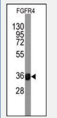 Western Blot: FGF R4 Antibody (53CT32.19.3) [NBP1-50581] - FGFR4 Monoclonal Antibody by FGFR4 recombinant protein(Fragment 42KD). FGFR4 protein (arrow) was detected using the purified antibody.