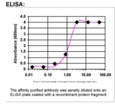 ELISA: FGF R4 Antibody [19930002]