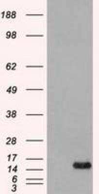 Western Blot: FGF acidic/FGF1 Antibody (4D2) [NBP1-47748] -  FGF1 antibody ( 4D2 ) at 1:50000 dilution + recombinant Human FGF1.