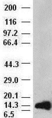 Western Blot: FGF acidic/FGF1 Antibody (OTI4D2) - Azide and BSA Free [NBP2-70717] - HEK293T cells were transfected with the pCMV6-ENTRY control (Left lane) or pCMV6-ENTRY FGF1 (Right lane) cDNA for 48 hrs and lysed. Equivalent amounts of cell lysates (5 ug per lane) were separated by SDS-PAGE and immunoblotted with anti-FGF1.