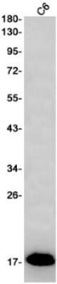 Western Blot: FGF acidic/FGF1 Antibody (S05-6A4) [NBP3-19634] - Western blot detection of FGF acidic/FGF1 in C6 cell lysates using NBP3-19634 (1:1000 diluted). Predicted band size: 17kDa. Observed band size: 17kDa.
