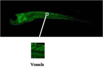 Immunohistochemistry: FGF acidic/FGF1 Antibody (V8P1G5F2) [NBP2-50406] - Whole-mount zebrafish embryo