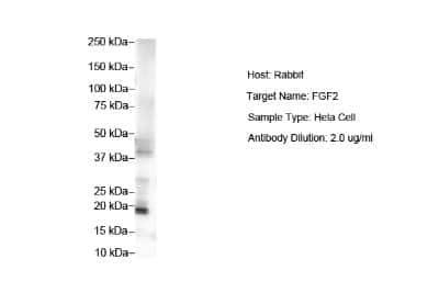 Western Blot: FGF basic/FGF2 Antibody [NBP1-57096] - Antibody  Titration: 2 ug/ml ELISA Titer: 1 : 312500 Positive control: Hela cell lysate.