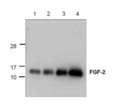 Western Blot: FGF basic/FGF2 Antibody [NBP1-97837] - Analysis using recombinant rat FGF-2: Lane 1: 10 ng Lane 2: 50 ng Lane 3: 100 ng Lane 4: 250 ng