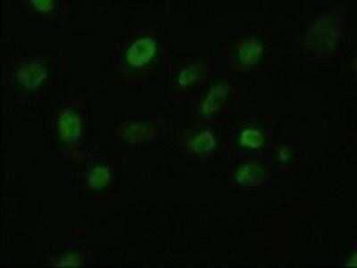 Immunocytochemistry/Immunofluorescence: FGF basic/FGF2/bFGF Antibody (OTI3D9) - Azide and BSA Free [NBP2-70718] - Staining of COS7 cells transiently transfected by pCMV6-ENTRY BFGF.