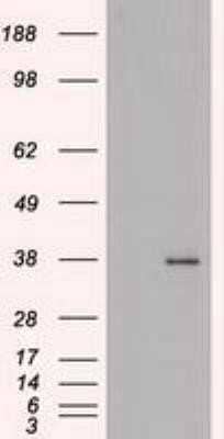 Western Blot: FGF basic/FGF2/bFGF Antibody (OTI3D9) - Azide and BSA Free [NBP2-70718] - FGF-2 antibody ( 3D9 ) at 1:1000 + Recombinant human bFGF.