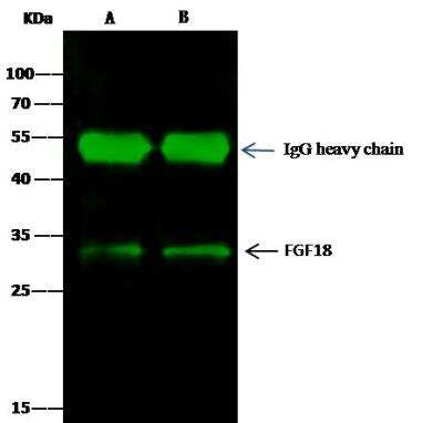 Immunoprecipitation: FGF18 Antibody [NBP2-98225] - Lane A:0.5 mg Hela Whole Cell LysateLane B:0.5 mg 293T Whole Cell Lysate0.5 uL anti-Mouse FGF18 rabbit polyclonal antibody and 15 ul of 50 % Protein G agarose.Primary antibody:Anti-Mouse FGF18 rabbit polyclonal antibody,at 1:500 dilution Secondary antibody:Dylight 800-labeled antibody to rabbit IgG (H+L), at 1:5000 dilution Developed using the odssey technique.Performed under reducing conditions.Predicted band size: 33 kDaObserved band size: 33 kDa
