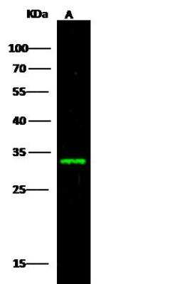 Western Blot: FGF18 Antibody [NBP2-98225] - Lane A: NCI-H460 Whole Cell LysateLysates/proteins at 30 ug per lane.SecondaryGoat Anti-Rabbit IgG H&L (Dylight800) at 1/10000 dilution.Developed using the Odyssey technique.Performed under reducing conditions.Predicted band size:24 kDaObserved band size:33 kDa