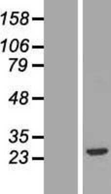 Western Blot: FGF20 Overexpression Lysate (Adult Normal) [NBP2-06709] Left-Empty vector transfected control cell lysate (HEK293 cell lysate); Right -Over-expression Lysate for FGF20.