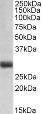 Western Blot: FGF-5 Antibody [NBP1-97760] - Analysis of Human Placenta lysate (35 ug protein in RIPA buffer). Antibody at 0.1 ug/mL. Primary incubation was 1 hour. Detected by chemiluminescence.