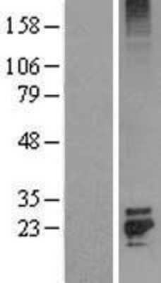 Western Blot KGF/FGF-7 Overexpression Lysate