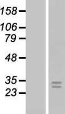 Western Blot FGF-8 Overexpression Lysate