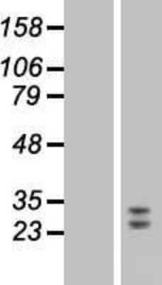 Western Blot FGF-9 Overexpression Lysate