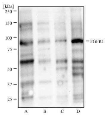 Western Blot: FGFR1 Antibody (M19B2) - Azide and BSA Free [NBP2-80735] - Analysis of MCF7 (A), HepG2 (B), NIH3T3 (C), and PC-12 (D) cell lysate using FGF R1 antibody at 2 ug/ml. Image from the standard format of this antibody.