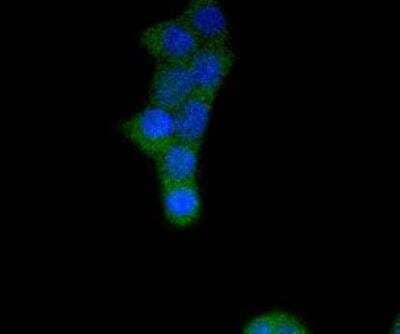 Immunocytochemistry/Immunofluorescence: FGFR1 Antibody (SD08-25) [NBP2-67794] - Staining FGFR1 in 293T cells (green). The nuclear counter stain is DAPI (blue). Cells were fixed in paraformaldehyde, permeabilised with 0.25% Triton X100/PBS.