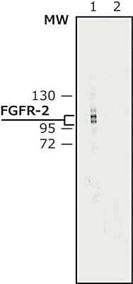 Western Blot: FGFR2 Antibody [NB200-642] - Antibody recognition: Anti-Fibroblast Growth Factor Receptor-2, Cytoplasmic antibody produced in Rabbit is confirmed by western blot in the cell sample that has been altered to overexpress the target protein-HEK-293T over expressing Fibroblast Growth Factor Receptor-2 (Lane 1) while no staining is detected in the wild type sample-HEK-293T (Lane 2). The antibody was developed with 1:10,000 Goat Anti-Rabbit IgG-peroxidase and a chemiluminescent substrate.Antibody dilution: 0.5 ug/mL.