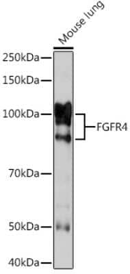 Western Blot: FGFR4 Antibody (2C4E1) [NBP3-16784] - Analysis of extracts of Mouse lung, using FGFR4 Rabbit mAb (NBP3-16784) at 1:1000 dilution. Secondary antibody: HRP Goat Anti-Rabbit IgG (H+L) at 1:10000 dilution. Lysates/proteins: 25ug per lane. Blocking buffer: 3% nonfat dry milk in TBST. Detection: ECL Enhanced Kit. Exposure time: 3min.