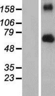 Western Blot: FGFR4 Overexpression Lysate (Adult Normal) [NBP2-09909] Left-Empty vector transfected control cell lysate (HEK293 cell lysate); Right -Over-expression Lysate for FGFR4.