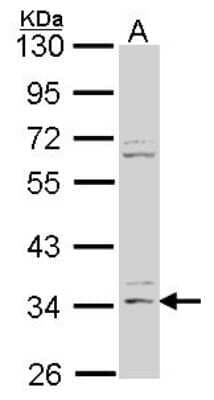 Western Blot: Hepassocin/FGL1 Antibody [NBP2-16486] -  Sample (30 ug of whole cell lysate) A: Hep G2 10% SDS PAGE gel, diluted at 1:1000.