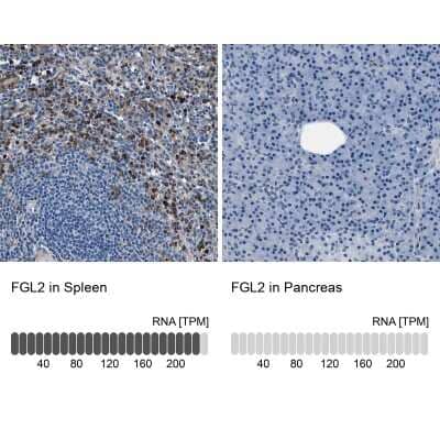 <b>Orthogonal Strategies Validation. </b>Immunohistochemistry-Paraffin: FGL2/Fibroleukin Antibody [NBP1-87198] - Analysis in human spleen and pancreas tissues. Corresponding FGL2/Fibroleukin RNA-seq data are presented for the same tissues.
