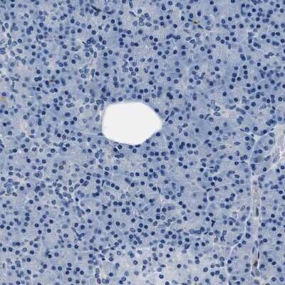 Immunohistochemistry-Paraffin: FGL2/Fibroleukin Antibody [NBP1-87198] - Staining of human pancreas shows no positivity in exocrine glandular cells as expected.