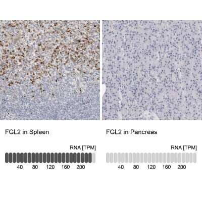 <b>Orthogonal Strategies Validation. </b>Immunohistochemistry-Paraffin: FGL2/Fibroleukin Antibody [NBP1-87199] - Analysis in human spleen and pancreas tissues. Corresponding FGL2/Fibroleukin RNA-seq data are presented for the same tissues.