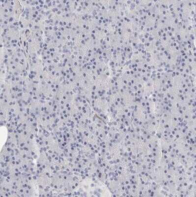 Immunohistochemistry-Paraffin: FGL2/Fibroleukin Antibody [NBP1-87199] - Staining of human pancreas shows no positivity in exocrine glandular cells as expected.