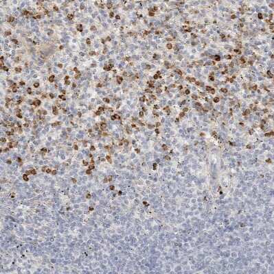 Immunohistochemistry-Paraffin: FGL2/Fibroleukin Antibody [NBP1-87199] - Staining of human spleen shows strong cytoplasmic positivity in cells in red pulp.