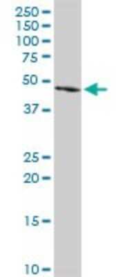 Western Blot: FGL2/Fibroleukin Antibody [H00010875-D01P] - Analysis of FGL2 expression in HeLa.