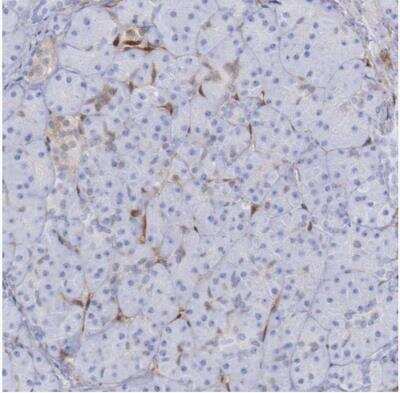 Immunohistochemistry-Paraffin: FHL1 Antibody [NBP1-88745] - Staining of human pancreas shows no cytoplasmic positivity in exocrine glandular cells.