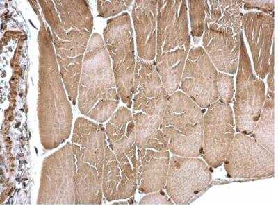 Immunohistochemistry-Paraffin: FHL1 Antibody [NBP2-16490] - Mouse muscle. FHL1 antibody dilution: 1:500. Antigen Retrieval: Trilogy™ (EDTA based, pH 8.0) buffer, 15min. 