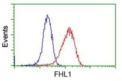 Flow Cytometry: FHL1 Antibody (OTI3G7) - Azide and BSA Free [NBP2-70739] - Analysis of Jurkat cells, using anti-FHL1 antibody, (Red), compared to a nonspecific negative control antibody (Blue).