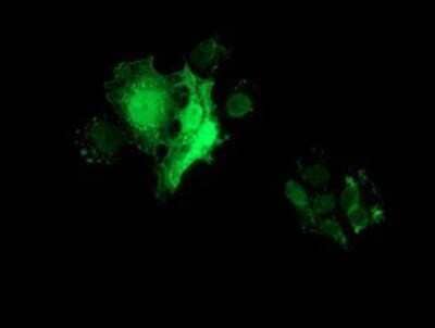 Immunocytochemistry/Immunofluorescence: FHL1 Antibody (OTI3G7) - Azide and BSA Free [NBP2-70739] - Staining of COS7 cells transiently transfected by pCMV6-ENTRY FHL1.